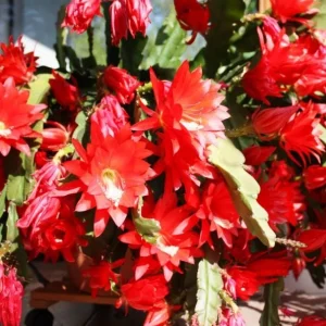 Red Epiphyllum Orchid Cactus Live Plant - Trailing Orchid in 4 Inch Pot - Image 6