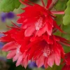 Red Epiphyllum Orchid Cactus Live Plant - Trailing Orchid in 4 Inch Pot - Image 1