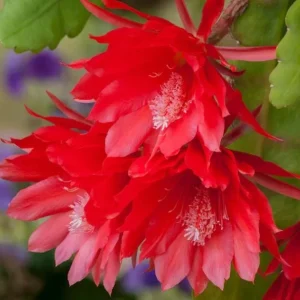 Red Epiphyllum Orchid Cactus Live Plant - Trailing Orchid in 4 Inch Pot - Image 1