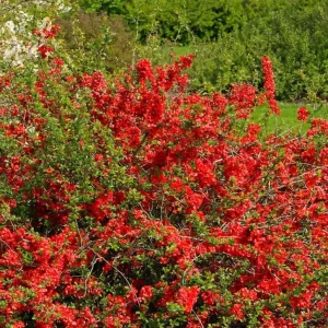 Red Flowering Quince Live Plant – Shrub for Garden – 3-6 Inch Tall in 4 Inch Pot - Image 2