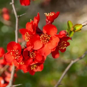 Red Flowering Quince Live Plant – Shrub for Garden – 3-6 Inch Tall in 4 Inch Pot - Image 3