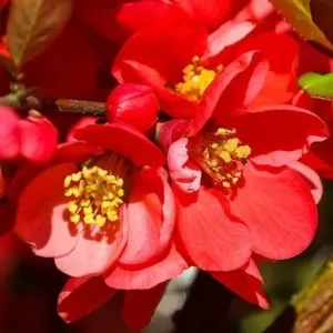 Red Flowering Quince Live Plant – Shrub for Garden – 3-6 Inch Tall in 4 Inch Pot - Image 4