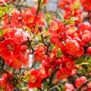 Red Flowering Quince Live Plant – Shrub for Garden – 3-6 Inch Tall in 4 Inch Pot - Image 5