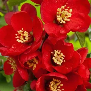 Red Flowering Quince Live Plant – Shrub for Garden – 3-6 Inch Tall in 4 Inch Pot - Image 6