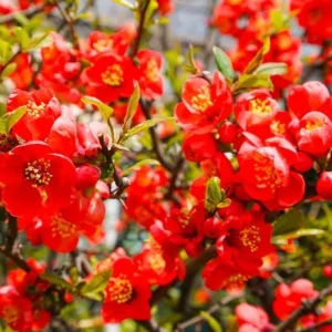 Red Flowering Quince Live Plant – Shrub for Garden – 3-6 Inch Tall in 4 Inch Pot - Image 7