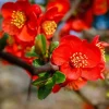 Red Flowering Quince Live Plant – Shrub for Garden – 3-6 Inch Tall in 4 Inch Pot - Image 1