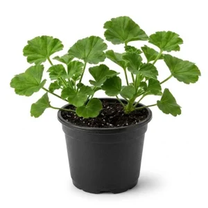 Red Geranium Live Plant - 4 Inch Pot, Classic Outdoor Flower for Garden & Patio - Image 2