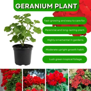 Red Geranium Live Plant - 4 Inch Pot, Classic Outdoor Flower for Garden & Patio - Image 3