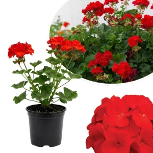 Red Geranium Live Plant - 4 Inch Pot, Classic Outdoor Flower for Garden & Patio - Image 4