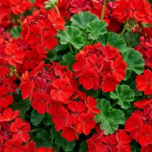 Red Geranium Live Plant - 4 Inch Pot, Classic Outdoor Flower for Garden & Patio - Image 6