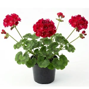 Red Geranium Live Plant - 4 Inch Pot, Classic Outdoor Flower for Garden & Patio - Image 1