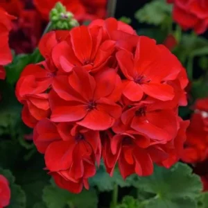 Red Geranium Live Plant – Vibrant Blooms, Perennial Flowers 4-6 Inch Tall - Image 2