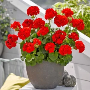 Red Geranium Live Plant – Vibrant Blooms, Perennial Flowers 4-6 Inch Tall - Image 3