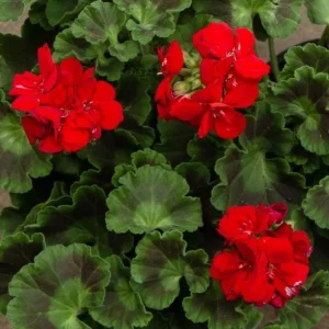 Red Geranium Live Plant – Vibrant Blooms, Perennial Flowers 4-6 Inch Tall - Image 4