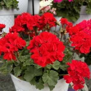 Red Geranium Live Plant – Vibrant Blooms, Perennial Flowers 4-6 Inch Tall - Image 5