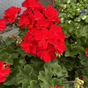 Red Geranium Live Plant – Vibrant Blooms, Perennial Flowers 4-6 Inch Tall - Image 6