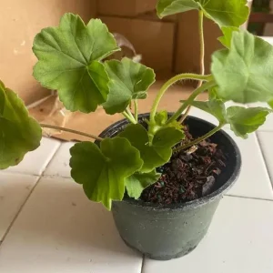 Red Geranium Live Plant – Vibrant Blooms, Perennial Flowers 4-6 Inch Tall - Image 7