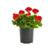Red Geranium Live Plant – Vibrant Blooms, Perennial Flowers 4-6 Inch Tall - Image 1
