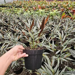 Red Ginger Live Plant - Alpinia luteocarpa 'Red Rubin' - 6 Inch Pot - Image 2