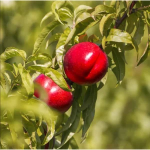Red Gold Nectarine Starter Plant - Live Fruit Tree for Planting, 6-12 Inch Tall Outdoor - Image 2
