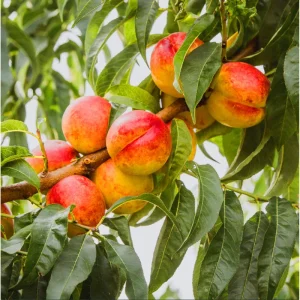 Red Gold Nectarine Starter Plant - Live Fruit Tree for Planting, 6-12 Inch Tall Outdoor - Image 4