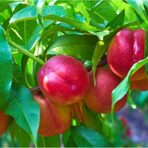 Red Gold Nectarine Starter Plant - Live Fruit Tree for Planting, 6-12 Inch Tall Outdoor - Image 5
