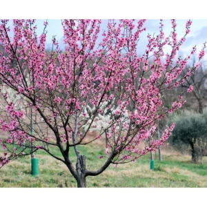 Red Gold Nectarine Starter Plant - Live Fruit Tree for Planting, 6-12 Inch Tall Outdoor - Image 6