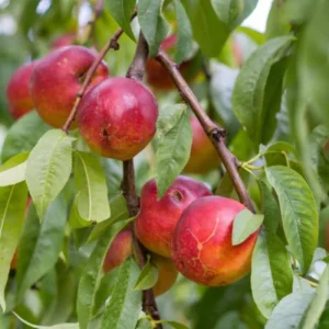 Red Gold Nectarine Tree Live Plant – 1-2 Ft Tall Fruit Tree for Backyard Orchard - Image 10