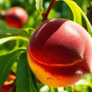 Red Gold Nectarine Tree Live Plant – 1-2 Ft Tall Fruit Tree for Backyard Orchard - Image 3