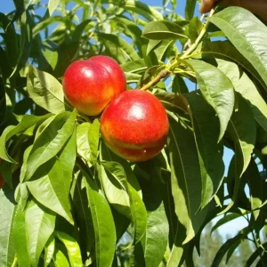 Red Gold Nectarine Tree Live Plant – 1-2 Ft Tall Fruit Tree for Backyard Orchard - Image 4