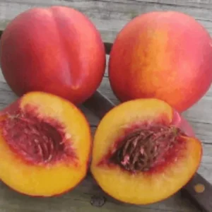 Red Gold Nectarine Tree Live Plant – 1-2 Ft Tall Fruit Tree for Backyard Orchard - Image 5