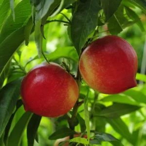 Red Gold Nectarine Tree Live Plant – 1-2 Ft Tall Fruit Tree for Backyard Orchard - Image 7