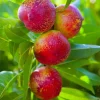 Red Gold Nectarine Tree Live Plant – 1-2 Ft Tall Fruit Tree for Backyard Orchard - Image 1