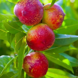 Red Gold Nectarine Tree Live Plant – 1-2 Ft Tall Fruit Tree for Backyard Orchard - Image 1