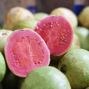 Red Guava Live Plant – 15 Inch Tall Tropical Fruit Tree – Indoor/Outdoor - Image 1