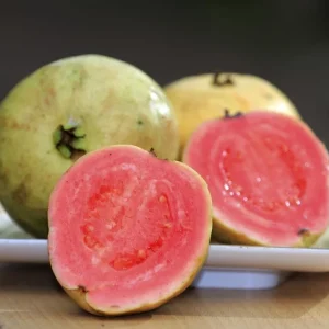 Red Guava Live Plant – 15 Inch Tall Tropical Fruit Tree – Indoor/Outdoor - Image 2