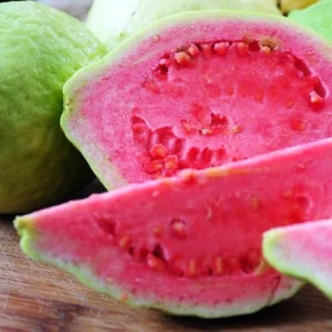 Red Guava Live Plant – 15 Inch Tall Tropical Fruit Tree – Indoor/Outdoor - Image 3