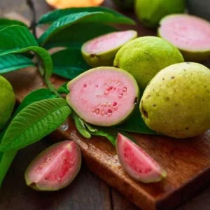 Red Guava Live Plant – 15 Inch Tall Tropical Fruit Tree – Indoor/Outdoor - Image 4