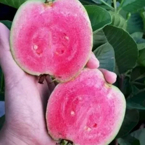 Red Guava Live Plant – 15 Inch Tall Tropical Fruit Tree – Indoor/Outdoor - Image 5