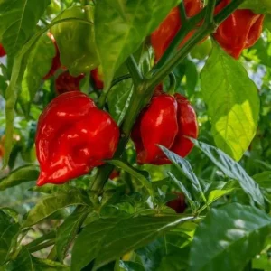 Red Habanero Pepper Live Plant - Set of 2 Hot Chili Vegetable Plants for Outdoor Garden, 4-6 Inch Tall - Image 2