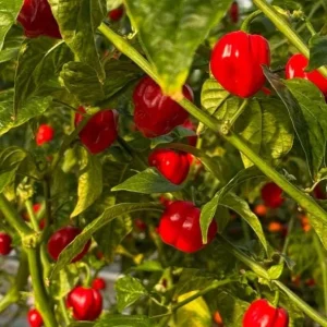 Red Habanero Pepper Live Plant - Set of 2 Hot Chili Vegetable Plants for Outdoor Garden, 4-6 Inch Tall - Image 3