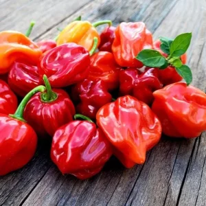 Red Habanero Pepper Live Plant - Set of 2 Hot Chili Vegetable Plants for Outdoor Garden, 4-6 Inch Tall - Image 5