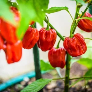 Red Habanero Pepper Live Plant - Set of 2 Hot Chili Vegetable Plants for Outdoor Garden, 4-6 Inch Tall - Image 6