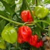 Red Habanero Pepper Live Plant - Set of 2 Hot Chili Vegetable Plants for Outdoor Garden, 4-6 Inch Tall - Image 1