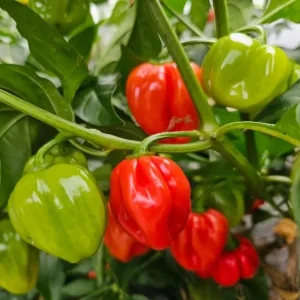 Red Habanero Pepper Live Plant - Set of 2 Hot Chili Vegetable Plants for Outdoor Garden, 4-6 Inch Tall - Image 1