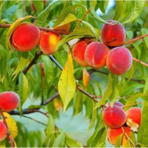 Red Haven Peach Live Plant – Sweet Grafted Fruit Tree – 6-12 Inch Tall Bare Root - Image 2