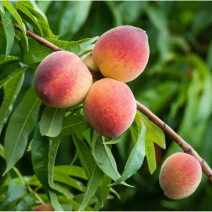 Red Haven Peach Live Plant – Sweet Grafted Fruit Tree – 6-12 Inch Tall Bare Root - Image 4