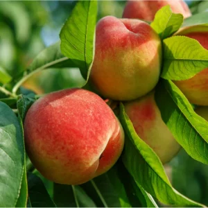 Red Haven Peach Live Plant – Sweet Grafted Fruit Tree – 6-12 Inch Tall Bare Root - Image 5