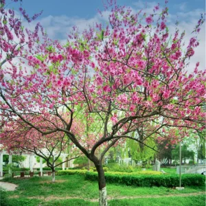 Red Haven Peach Live Plant – Sweet Grafted Fruit Tree – 6-12 Inch Tall Bare Root - Image 6