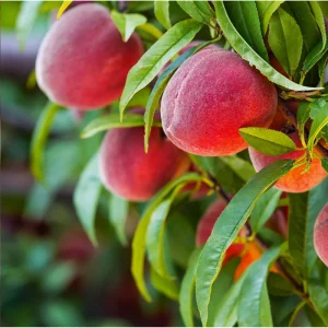 Red Haven Peach Live Plant – Sweet Grafted Fruit Tree – 6-12 Inch Tall Bare Root - Image 1